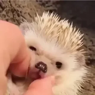 🦔