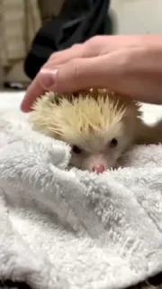 🦔