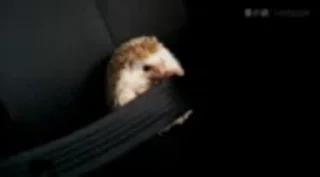 🦔