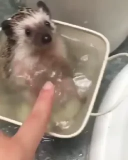 🦔