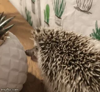🦔