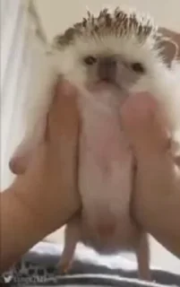 🦔