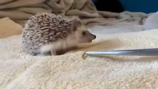 🦔