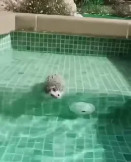 🦔