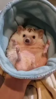 🦔