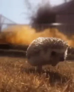 🦔