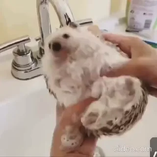 🦔