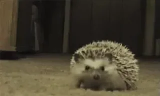 🦔