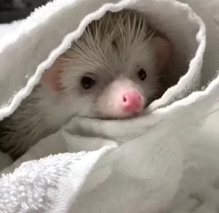 🦔