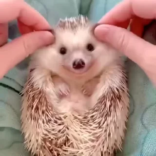 🦔