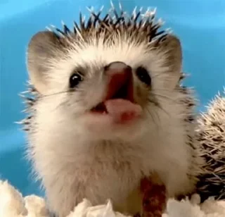 🦔