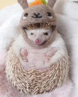 🦔