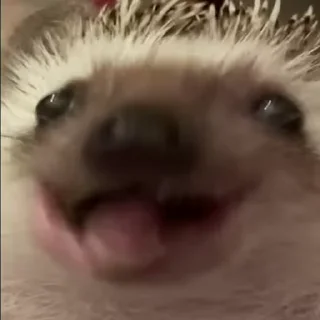 🦔