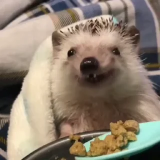 🦔