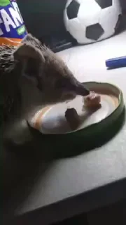 🦔