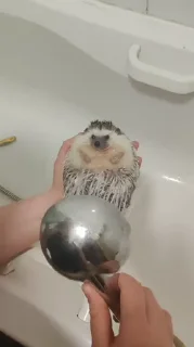 🦔