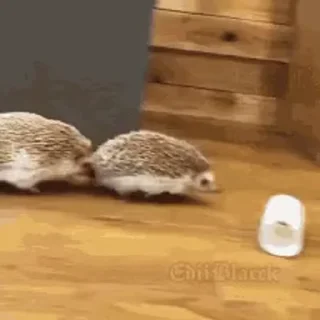 🦔