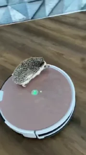 🦔