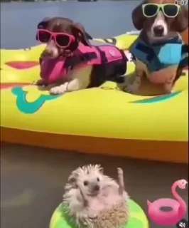 🦔