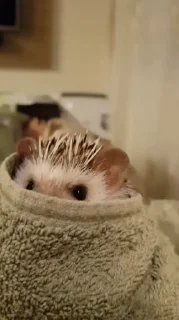 🦔