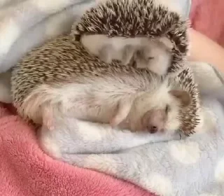 🦔