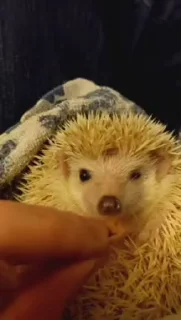 🦔