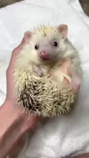 🦔