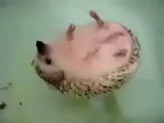 🦔