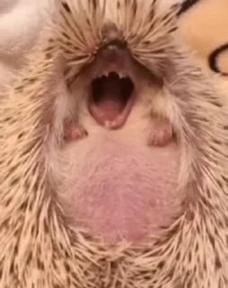 🦔