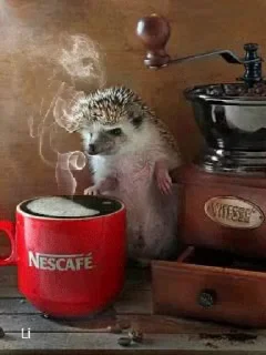 🦔