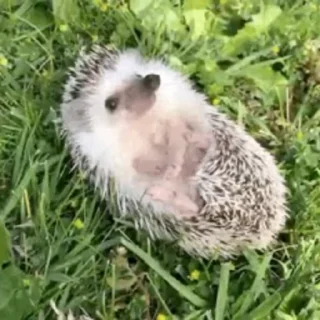 🦔