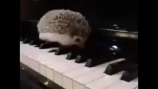 🦔