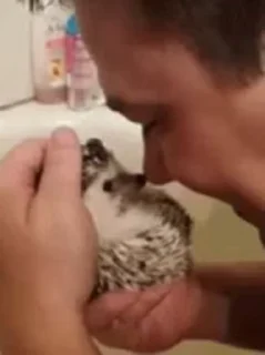 🦔