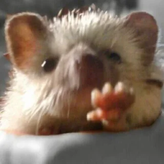 🤚