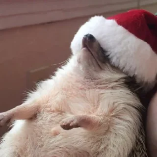 😴