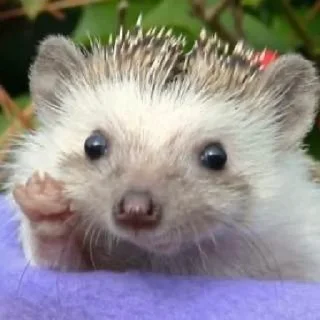 🤗