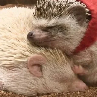 🤗