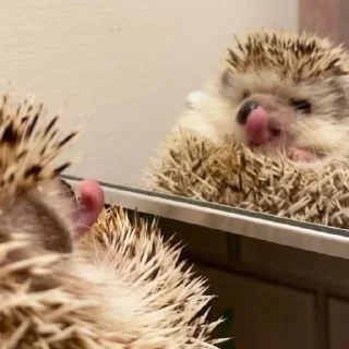 😋