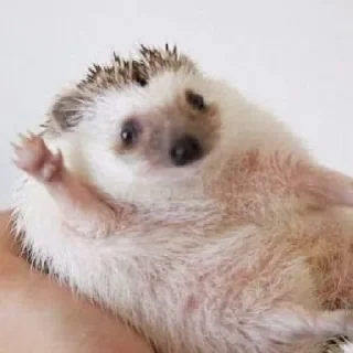 👋