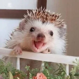 🤪
