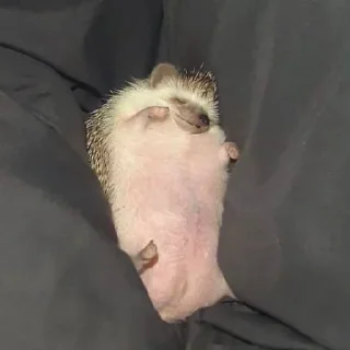 😴