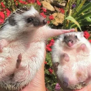 🤗