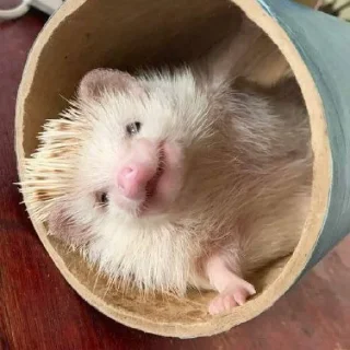 🤗