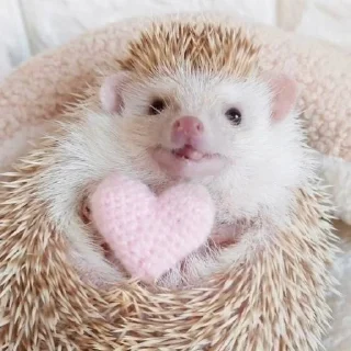💖