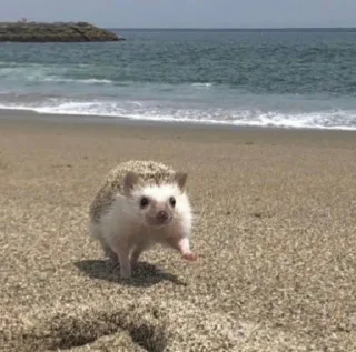🦔