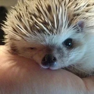 🥺