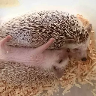 🥰