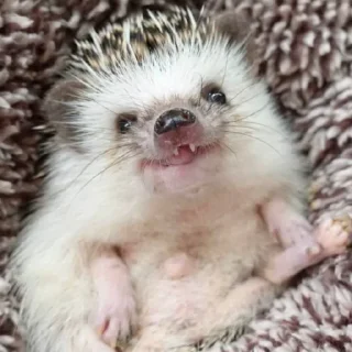 😄