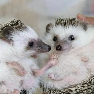🤝