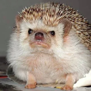 😠